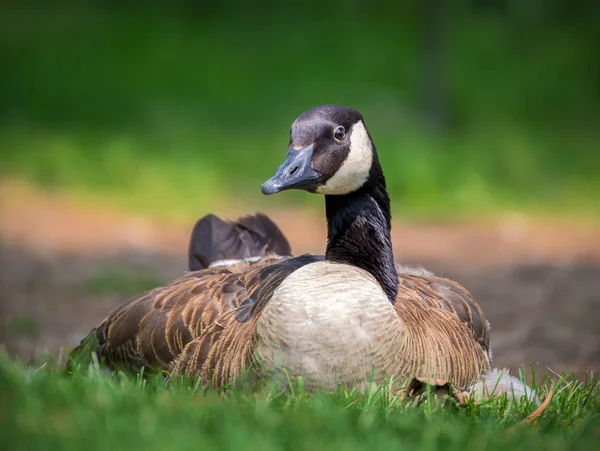 Gros Plan Une Bernache Canada Assise Sur Herbe Dans Parc — Photo