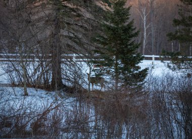 Ağaçların arkasında saklanıyor ve kışın çok gözlemleyerek geyik bir beyaz kuyruklu