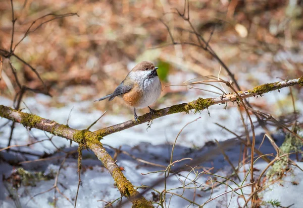 Söt Boreala Chickadee Uppflugna Gren Skogen Vintern — Stockfoto