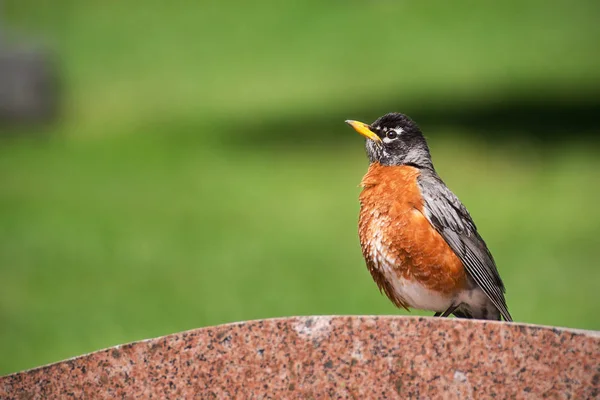 An American Robin sitting on a tombstone in a cemetery in midtown Toronto
