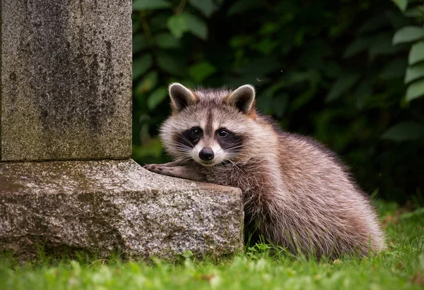 Een Wasbeer Zitten Naast Een Grafsteen Een Begraafplaats Van Midtown — Stockfoto