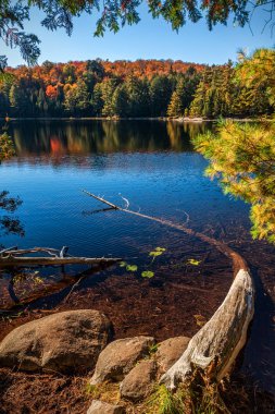 Bir Ontario Provincial Park bir göl sonbahar sahne