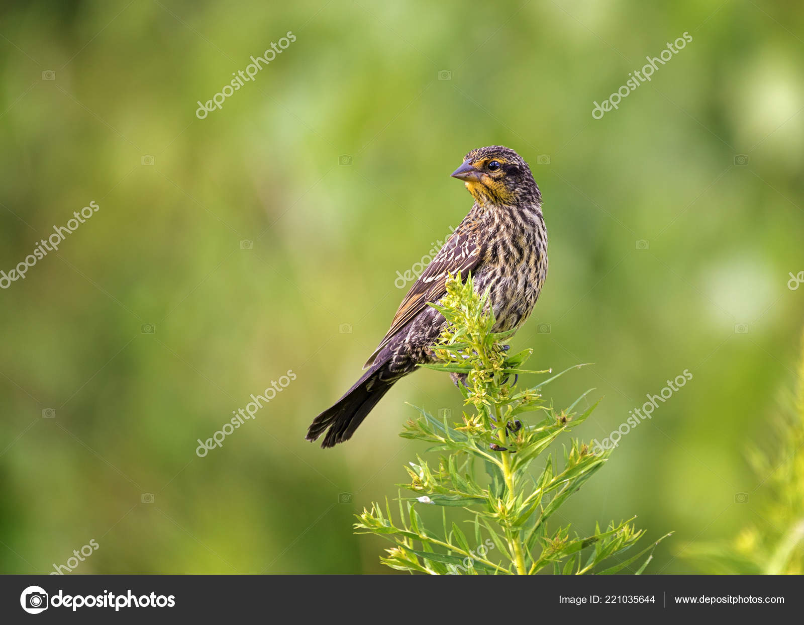 Une Femelle Rouge Ailé Noir Oiseau Perché Sur Une Plante