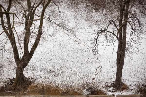 Empreintes Pas Sur Neige Dans Parc Toronto Fin Hiver Début — Photo