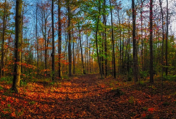 Élénk Őszi Színek Nyomvonal Jel Burnham Provincial Park Ontario Kanada — Stock Fotó