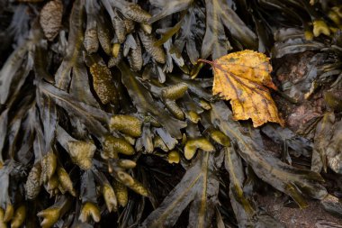 Otlar sahilde yatan bir yırtık yaprak closeup çekim