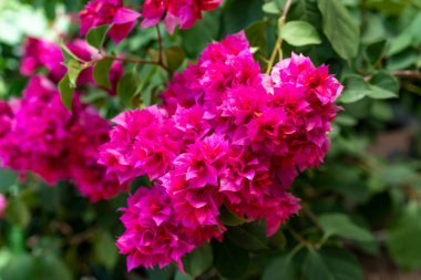Çiçek açan kırmızı bir Bougainvillea kümesi.