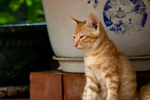 Roztomilý Oranžový Tygr Kočka — Stock fotografie