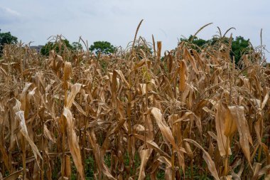 Solmuş mısır sapları tarlalarda