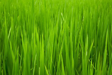 Yeşil çeltik yeşili çimenler tarlalara yakın