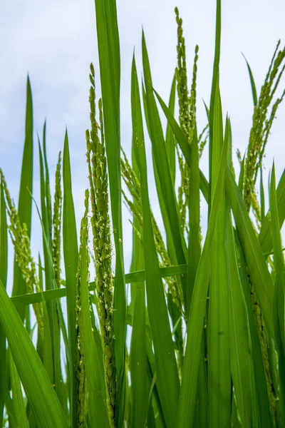 Reis Mit Frischem Haar Ackerland — Stockfoto