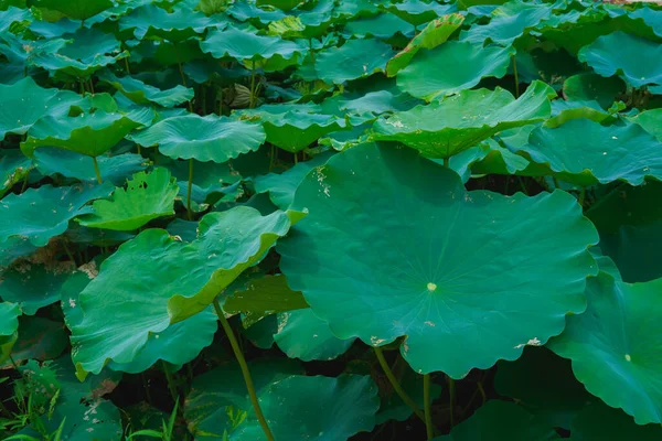 Dense lotus leaf in the lotus pond