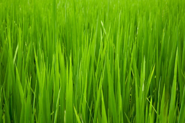 Groene Padie Groen Gras Closeup Landbouwgrond — Stockfoto