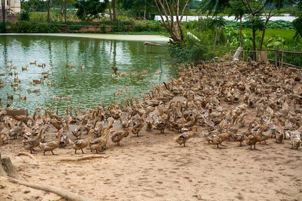一群被关在池塘边的鸭子 — 图库照片