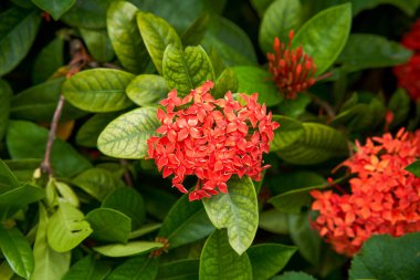 Çiçek açan bir ejderha teknesi