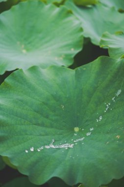 Nanning, Guangxi, Çin kırsalındaki küçük bir nilüfer havuzunda taze bir nilüfer yaprağının içinden bir su damlası akar.