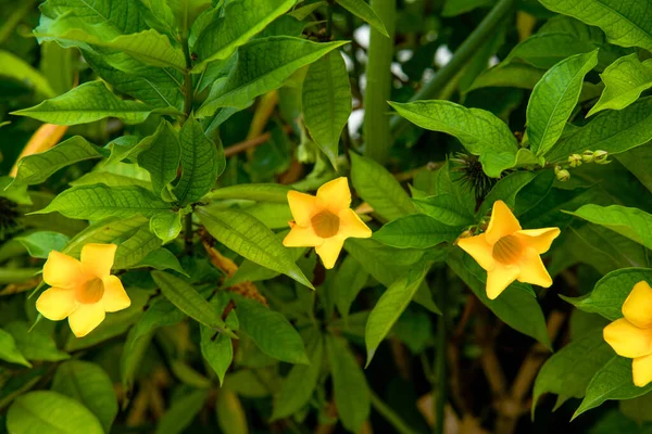 Ένα Ανθισμένο Κίτρινο Λουλούδι Τζιτζίκι — Φωτογραφία Αρχείου