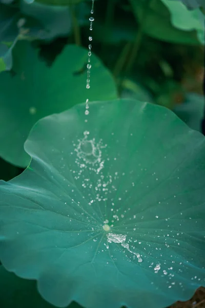 Water Drop Flows Fresh Lotus Leaf Dewdrops Small Lotus Pond — Stock Photo, Image