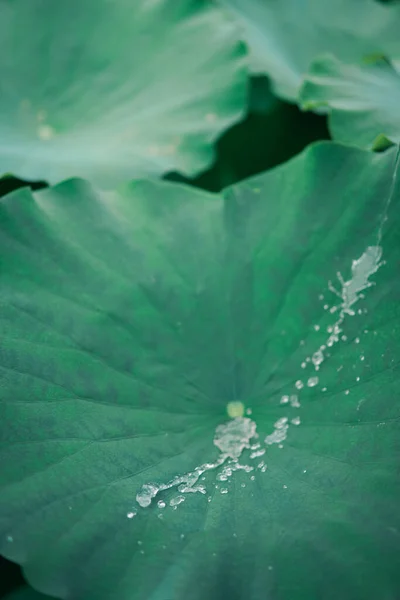 Kropla Wody Płynie Przez Świeży Liść Lotosu Rosami Małym Stawie — Zdjęcie stockowe