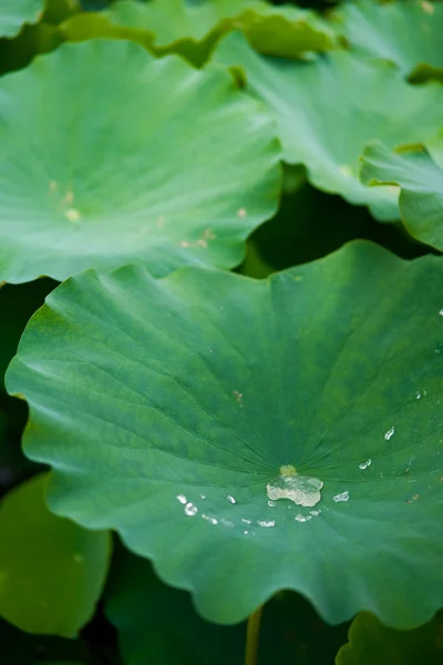 광시의 시골에 연못에서 방울이 떨어지는 연잎을 물방울이 흘러내린다 — 스톡 사진