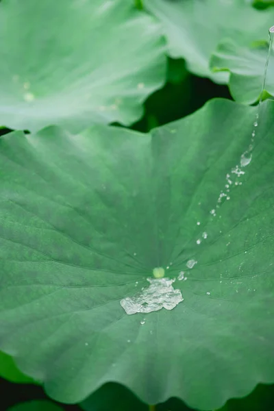 在中国广西南宁市的一个小荷塘里 一滴水滴流过一片新鲜的荷叶 荷花还有露珠 — 图库照片