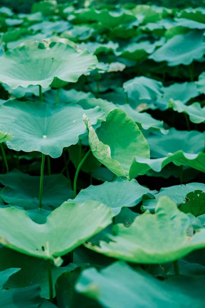 Dense Lotus Leaf Lotus Pond — Stock Photo, Image