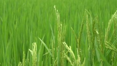 Bereketli yeşil pirinç tarlasının yakın görüntüsü