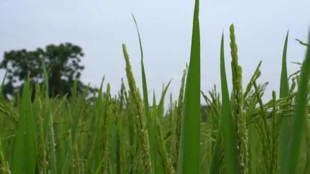 Vista Cercana Del Exuberante Campo Arroz Verde — Vídeo de stock