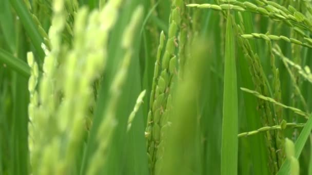 Enge Sicht Auf Üppig Grüne Reisfelder — Stockvideo