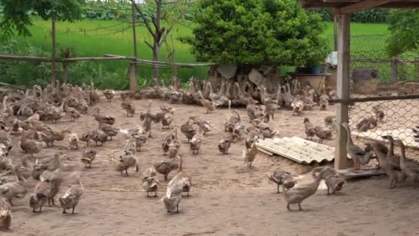 Grupo Patos Cautividad — Vídeo de stock