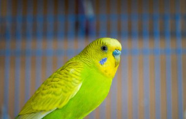 Sevimli sarı-yeşil bir papağan.