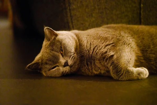 Gato Azul Cinza Bonito Britânico Shorthair Close — Fotografia de Stock