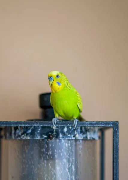 Lindo Loro Mascota Amarillo Verde —  Fotos de Stock