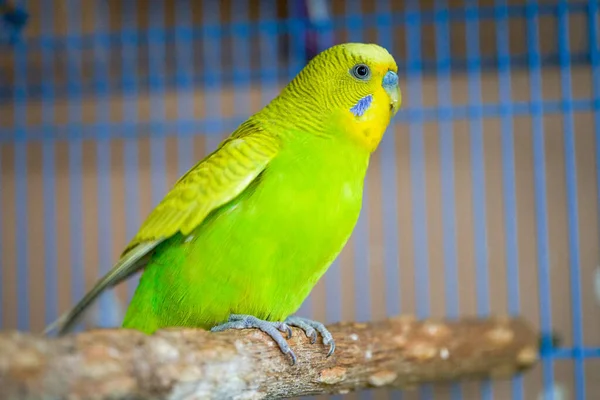 Lindo Loro Mascota Amarillo Verde —  Fotos de Stock
