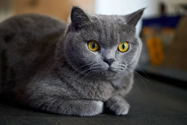 Gato Azul Cinza Bonito Britânico Shorthair Close — Fotografia de Stock