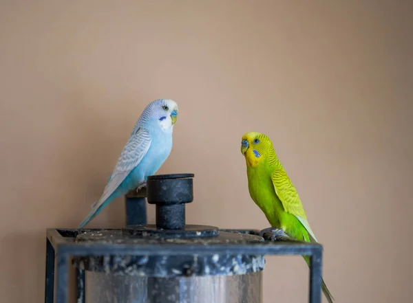 Due Simpatici Pappagalli Domestici Pappagallo Giallo Verde Pappagallo Bianco Blu — Foto Stock