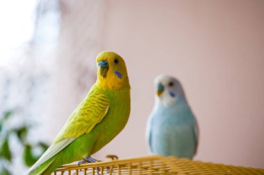 İki sevimli papağan, sarı-yeşil papağan ve mavi-beyaz papağan.