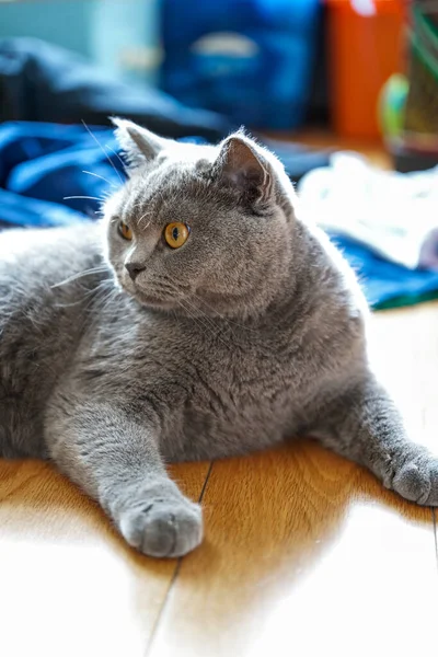 Gato Azul Cinza Bonito Britânico Shorthair Close — Fotografia de Stock