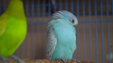 Sevimli evcil hayvan kuşu, yakın plan papağan.