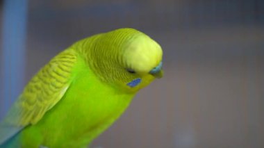 Sevimli evcil hayvan kuşu, yakın plan papağan.