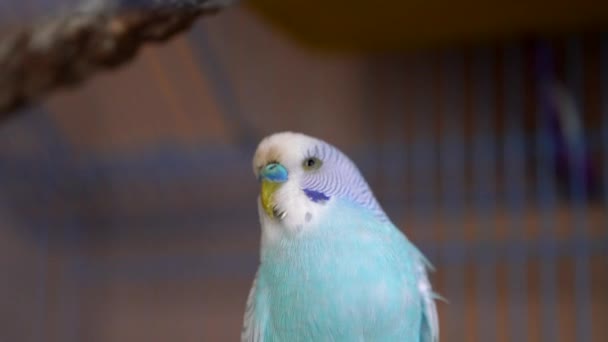 Leuke Huisdier Vogel Papegaai Close — Stockvideo