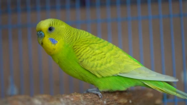 Χαριτωμένο Κατοικίδιο Ζώο Πουλί Παπαγάλος Close — Αρχείο Βίντεο