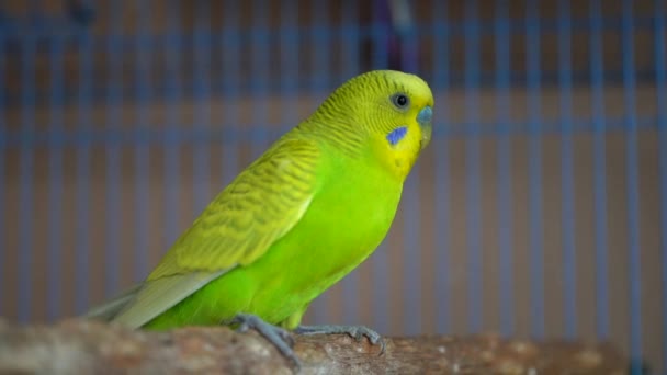 Niedliche Haustier Vogel Papagei Aus Nächster Nähe — Stockvideo