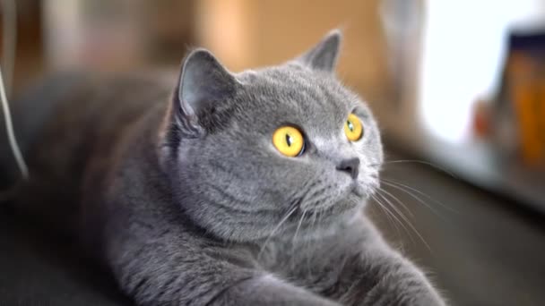 Close Gato Bonito Cinza Azul Britânico Shorthair Pet — Vídeo de Stock