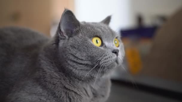 Close ของแมวขนส เทา าเง งกฤษน — วีดีโอสต็อก