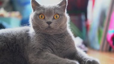 Gri-mavi şirin bir İngiliz kısa hava kedisine yakın çekim