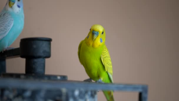 Cute Domestic Pet Bird Parrot Close — Stock Video