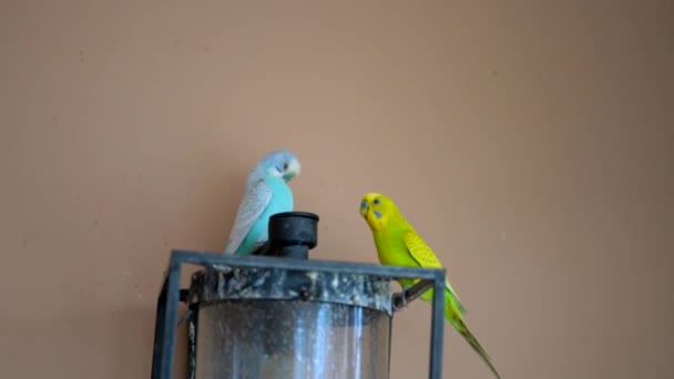 Pássaro Estimação Doméstico Bonito Papagaio Close — Vídeo de Stock