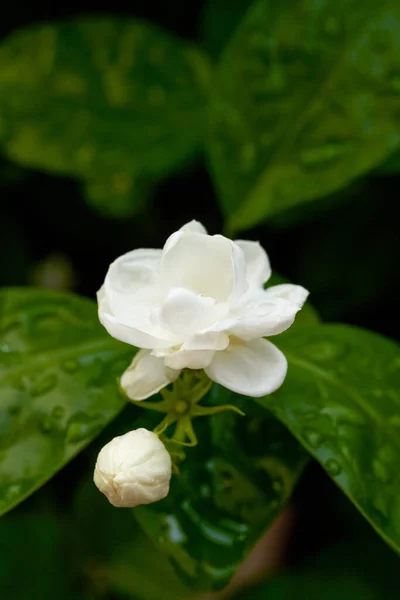 開花したジャスミンの花と芽のクローズアップ — ストック写真