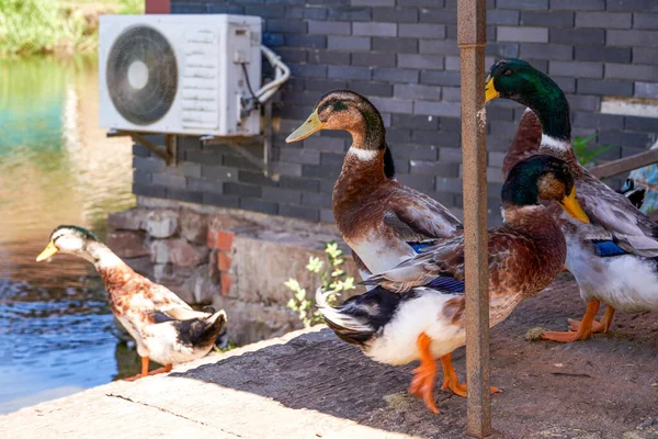 Troupeau Canards Canards Tête Bleue — Photo